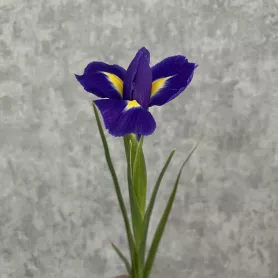 Ирис от интернет-магазина «Цветочные истории»