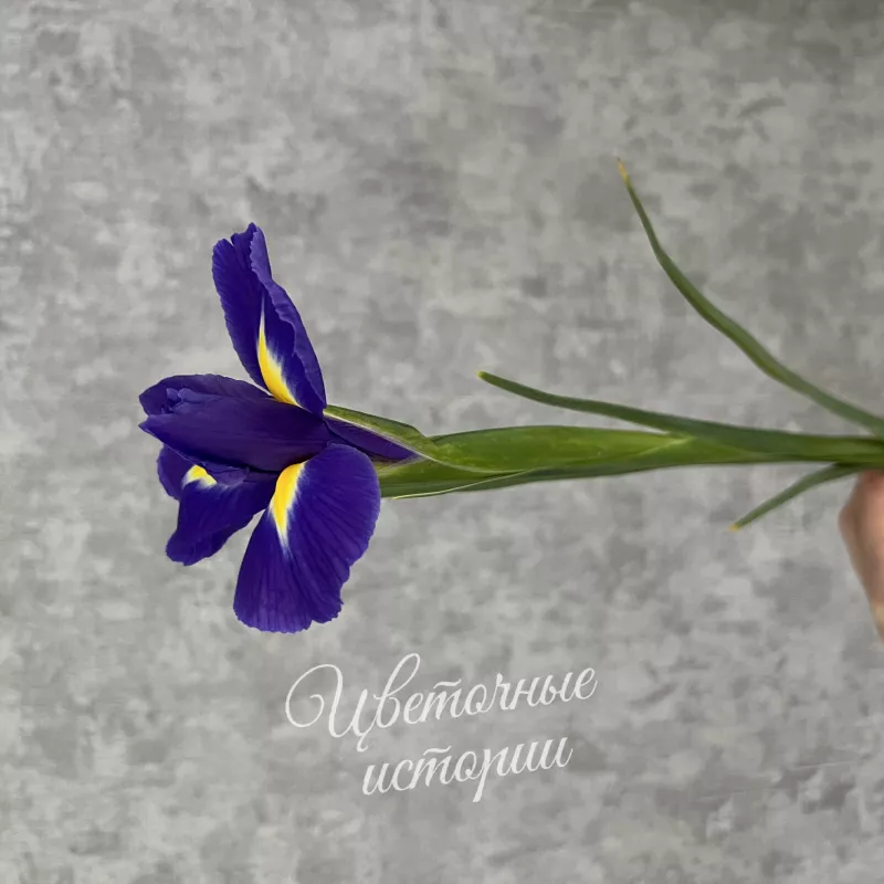 Ирис 1