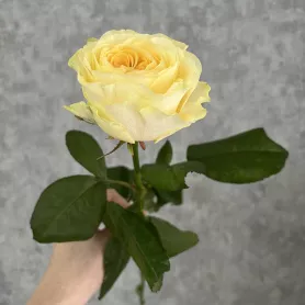 Роза Кандилайт от интернет-магазина «Цветочные истории»