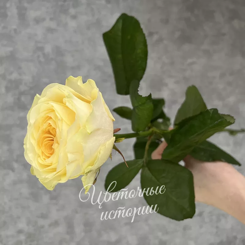 Роза Кандилайт