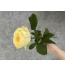 Роза Кандилайт