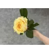 Роза Кандилайт 1