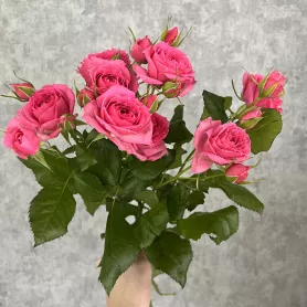 Кустовая роза Пинк Деменшенс от интернет-магазина «Цветочные истории»