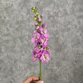 Маттиола от интернет-магазина «Цветочные истории»