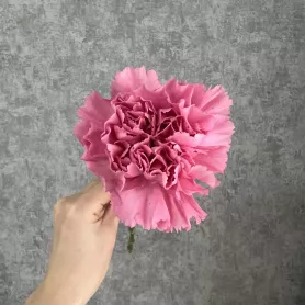 Гвоздика от интернет-магазина «Цветочные истории»