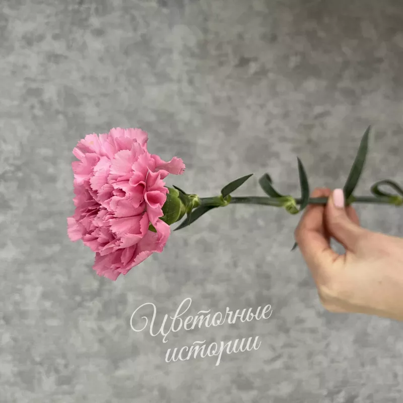 Гвоздика 1