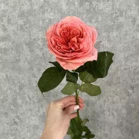 Роза Лондон Ай от интернет-магазина «Цветочные истории»