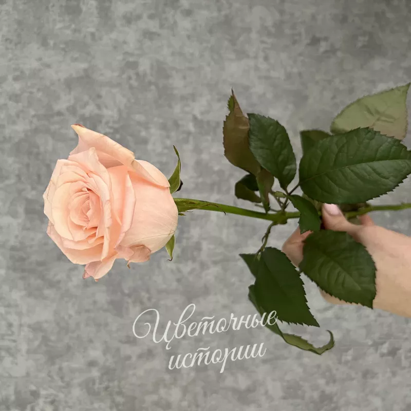 Роза Кимберли