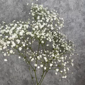 Гипсофила от интернет-магазина «Цветочные истории»