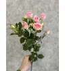 Кустовая роза