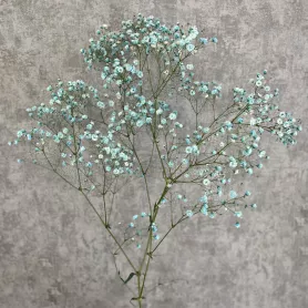 Гипсофила цветная голубая от интернет-магазина «Цветочные истории»