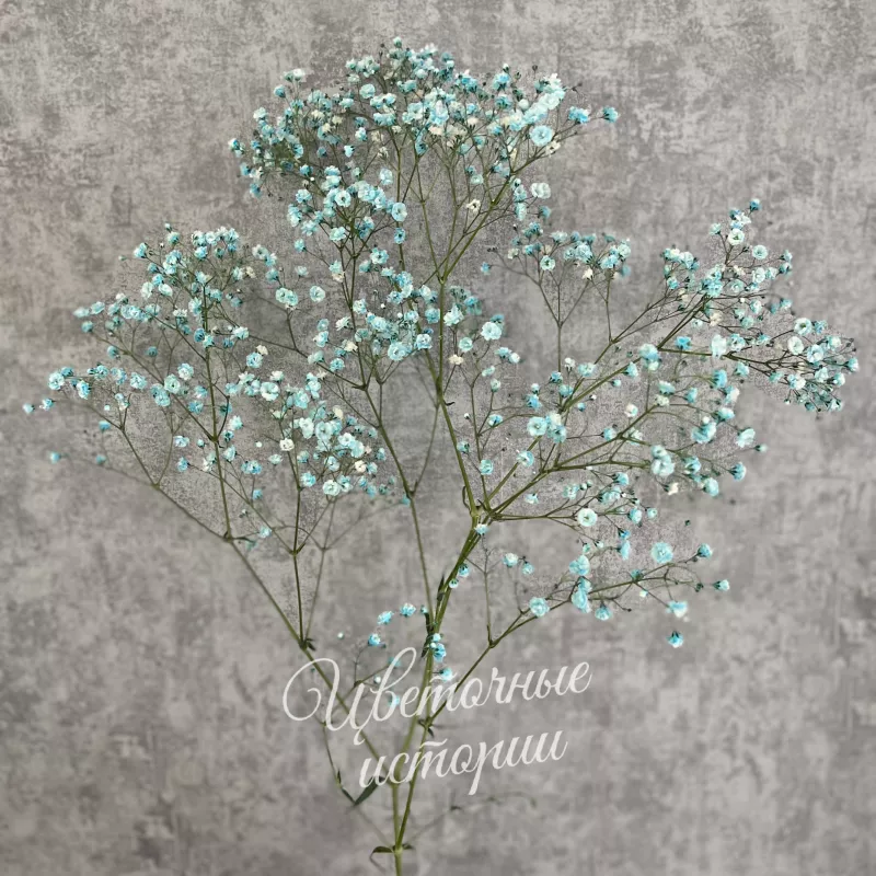 Гипсофила цветная голубая