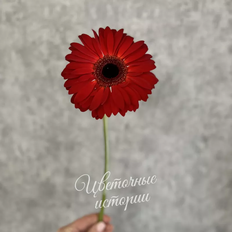 Красная гербера