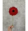Красная гербера