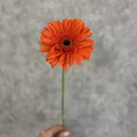Оранжевая гербера от интернет-магазина «Цветочные истории»