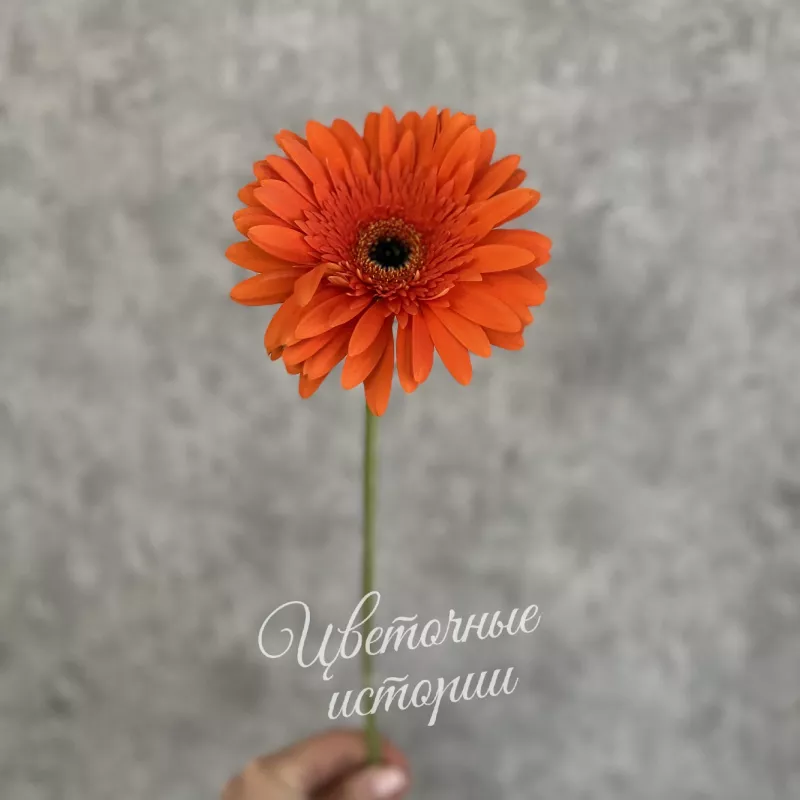 Оранжевая гербера