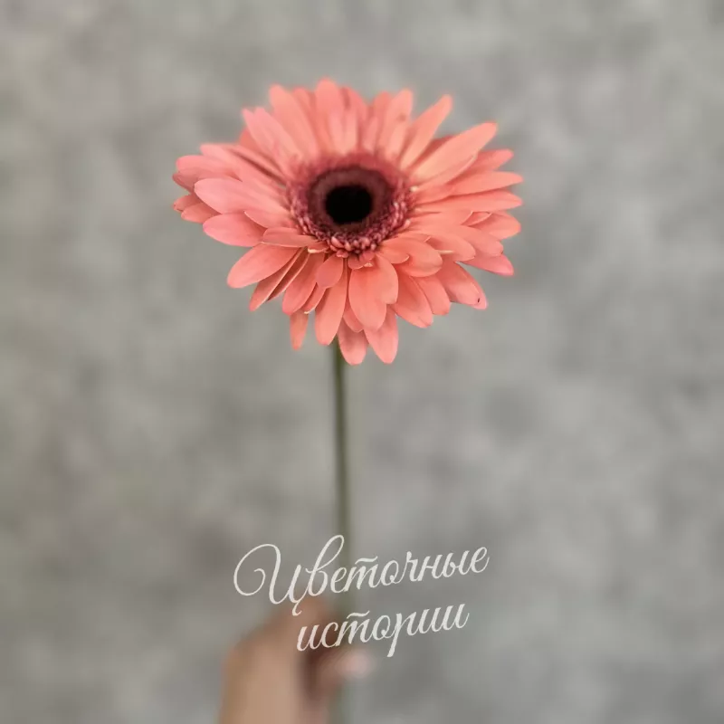 Розовая гербера