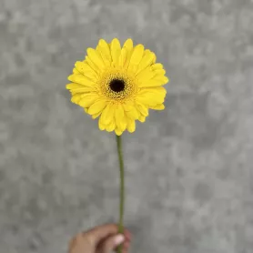 Желтая гербера от интернет-магазина «Цветочные истории»
