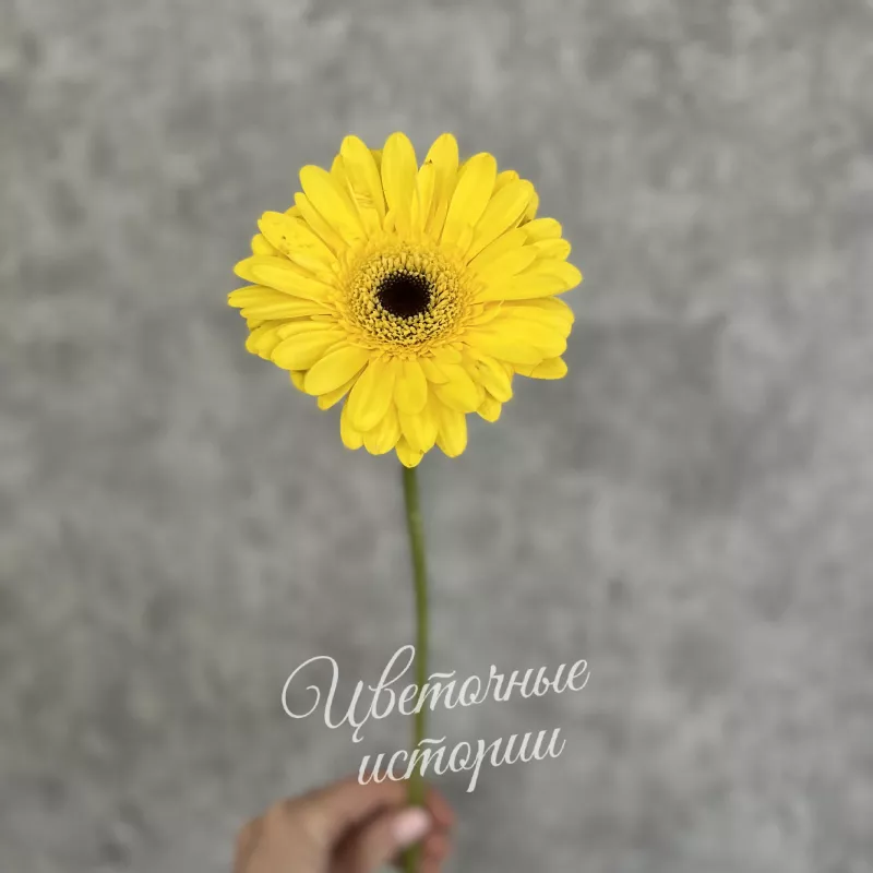 Желтая гербера