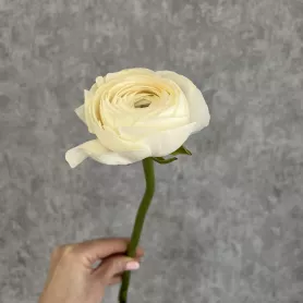 Ранункулюс от интернет-магазина «Цветочные истории»