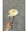 Ранункулюс