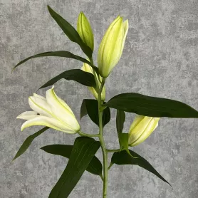 Лилия от интернет-магазина «Цветочные истории»