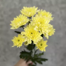 Хризантема Балтика лимонная от интернет-магазина «Цветочные истории»