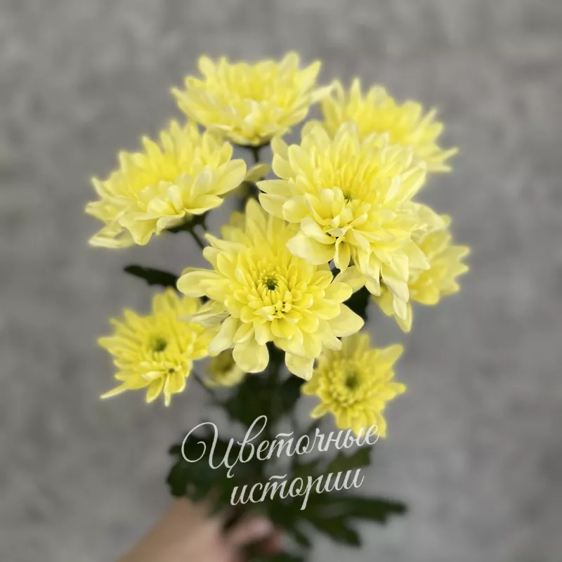 Хризантема Балтика лимонная