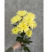 Хризантема Балтика лимонная