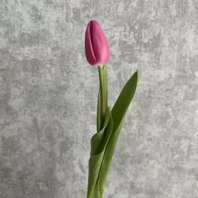 Тюльпан от интернет-магазина «Цветочные истории»