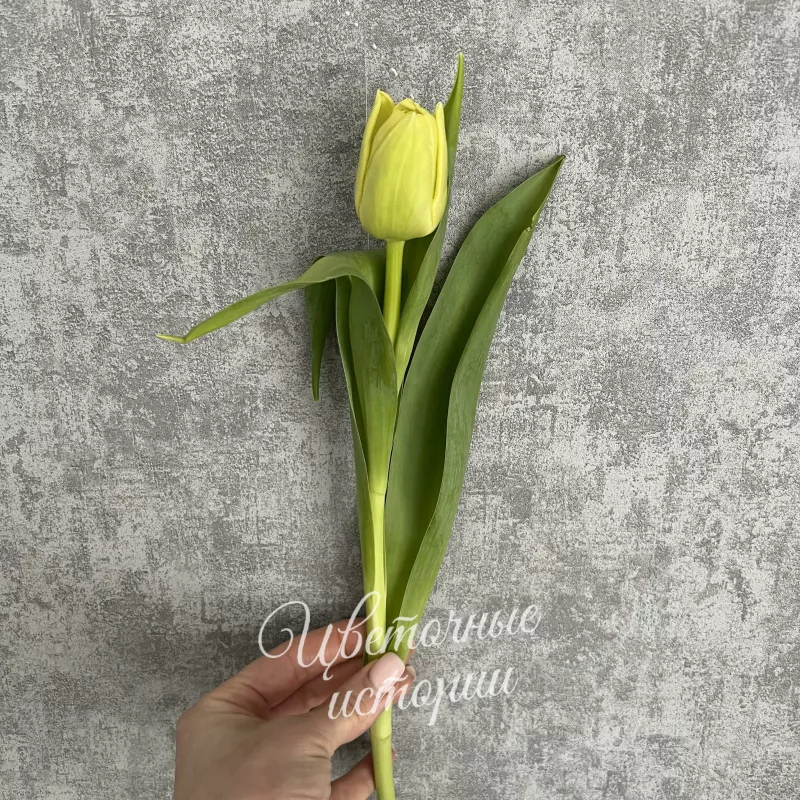 Тюльпан пионовидный