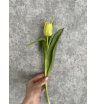 Тюльпан пионовидный