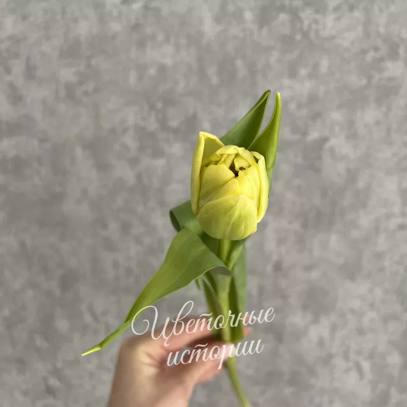 Тюльпан пионовидный 1