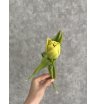 Тюльпан пионовидный 1