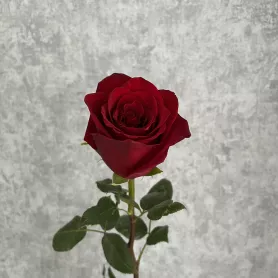 Роза красная Эквадор 50 см от интернет-магазина «Цветочные истории»