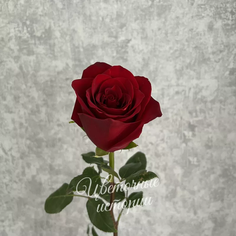 Роза красная Эквадор 50 см