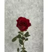 Роза красная Эквадор 50 см
