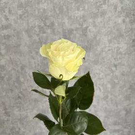 Роза белая Эквадор 60 см от интернет-магазина «Цветочные истории»