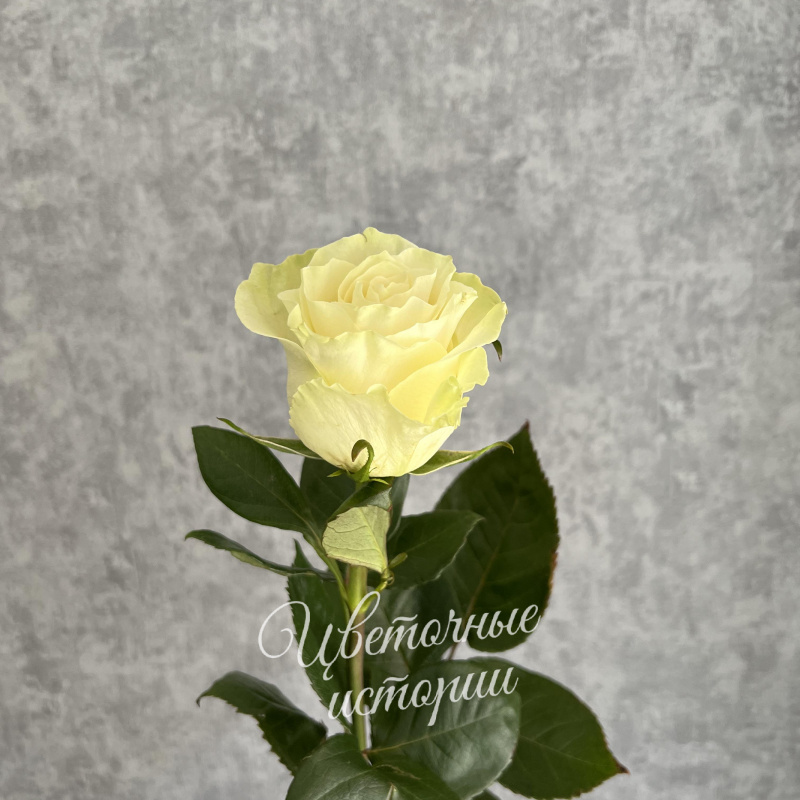 Роза белая Эквадор 60 см
