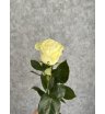Роза белая Эквадор 60 см