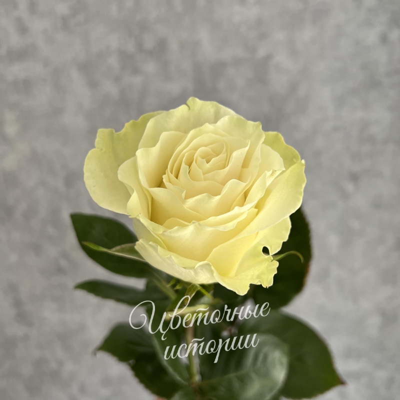Роза белая Эквадор 60 см 1