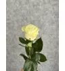 Роза белая Эквадор 50 см