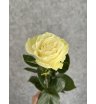 Роза белая Эквадор 50 см 1