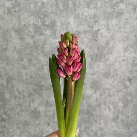 Гиацинт от интернет-магазина «Цветочные истории»