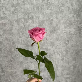 Роза розовая Россия 50 см от интернет-магазина «Цветочные истории»