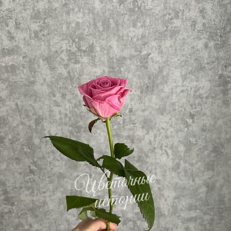 Роза розовая Россия 50 см