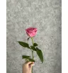 Роза розовая Россия 50 см