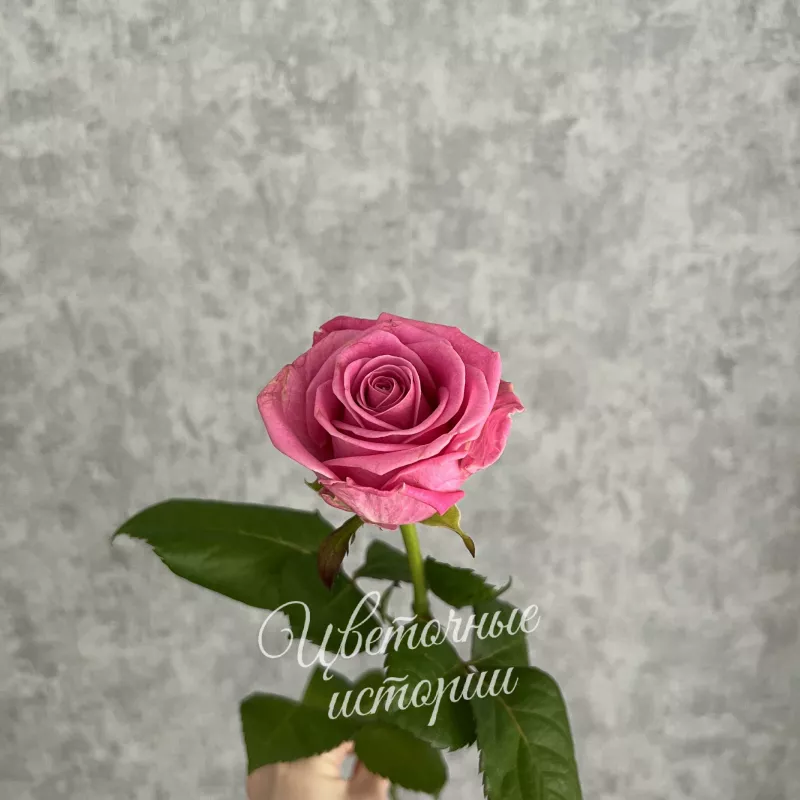 Роза розовая Россия 50 см 1
