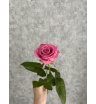 Роза розовая Россия 50 см 1