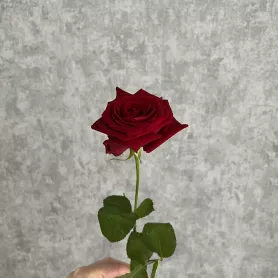 Роза красная Россия 50 см от интернет-магазина «Цветочные истории»